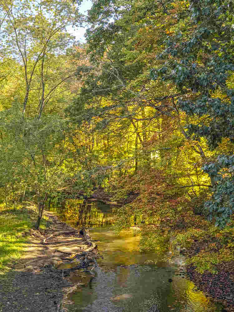 Golden foliage around a river scene
